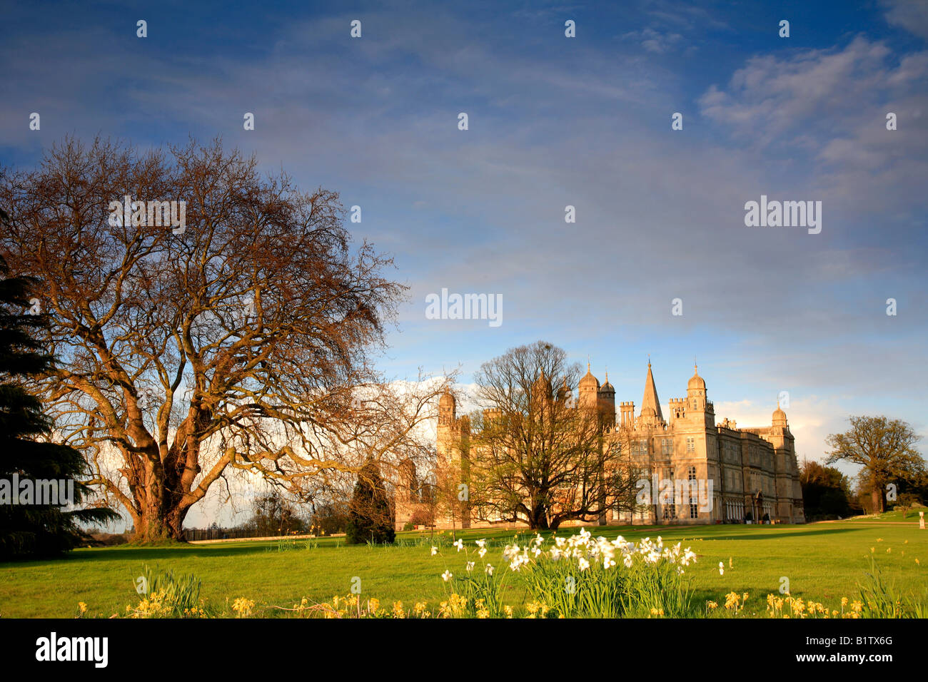 Daffodils West façade Burghley House Elizabethan stately home Stamford