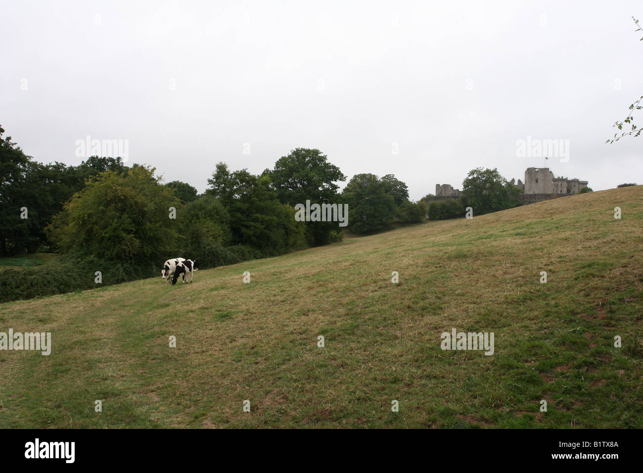 United Kingdom Wales Monmouthshire Raglan Castle cows grazing Stock Photo Alamy