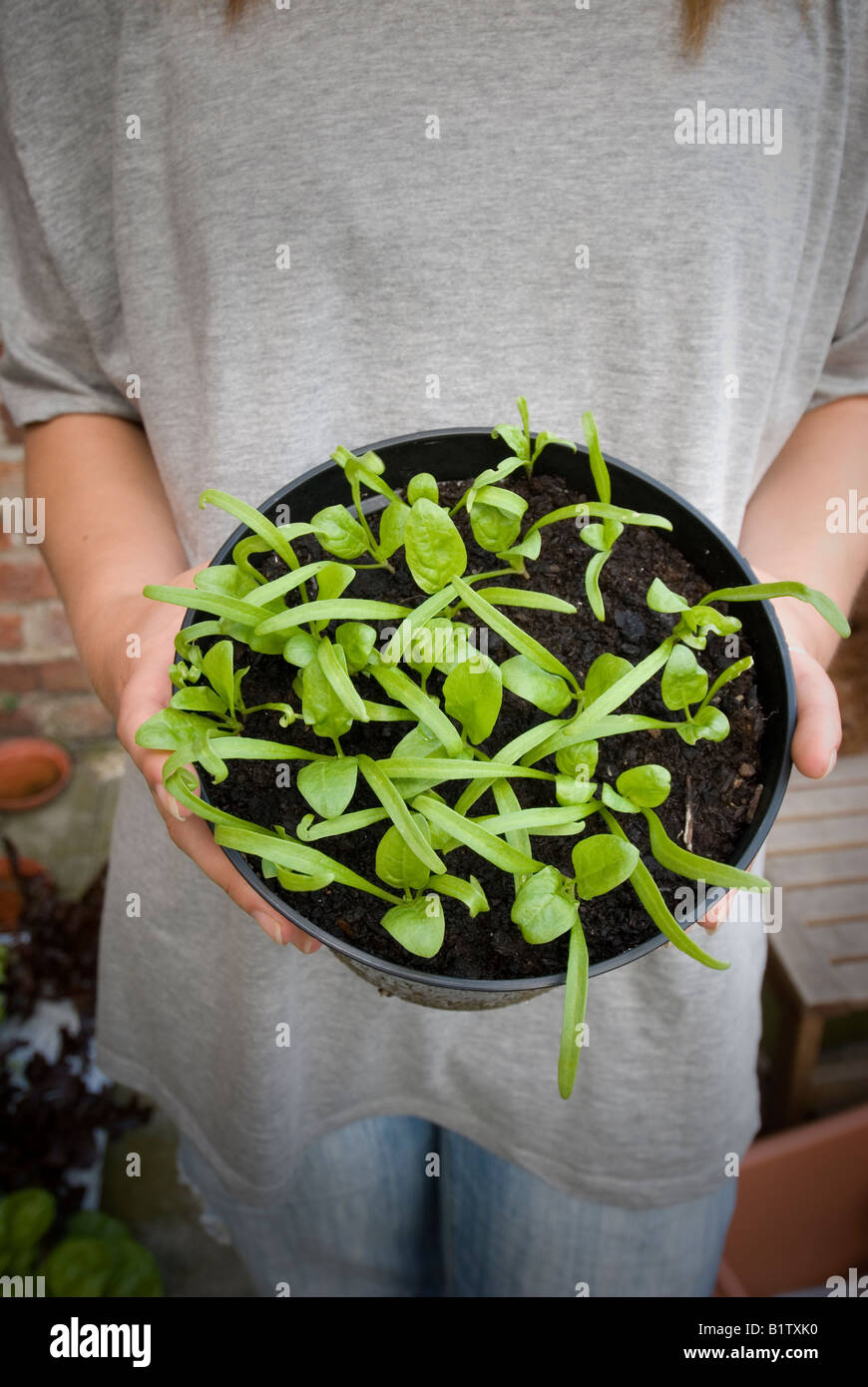 spinach seedlings growing in a pot held by a young woman wearing a Grey t shirt Stock Photo