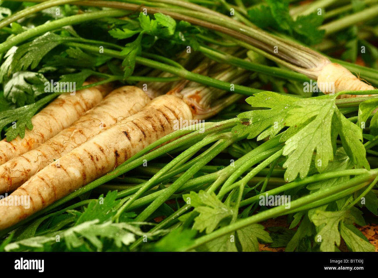 Root Parsley roots on its leaves Stock Photo Alamy