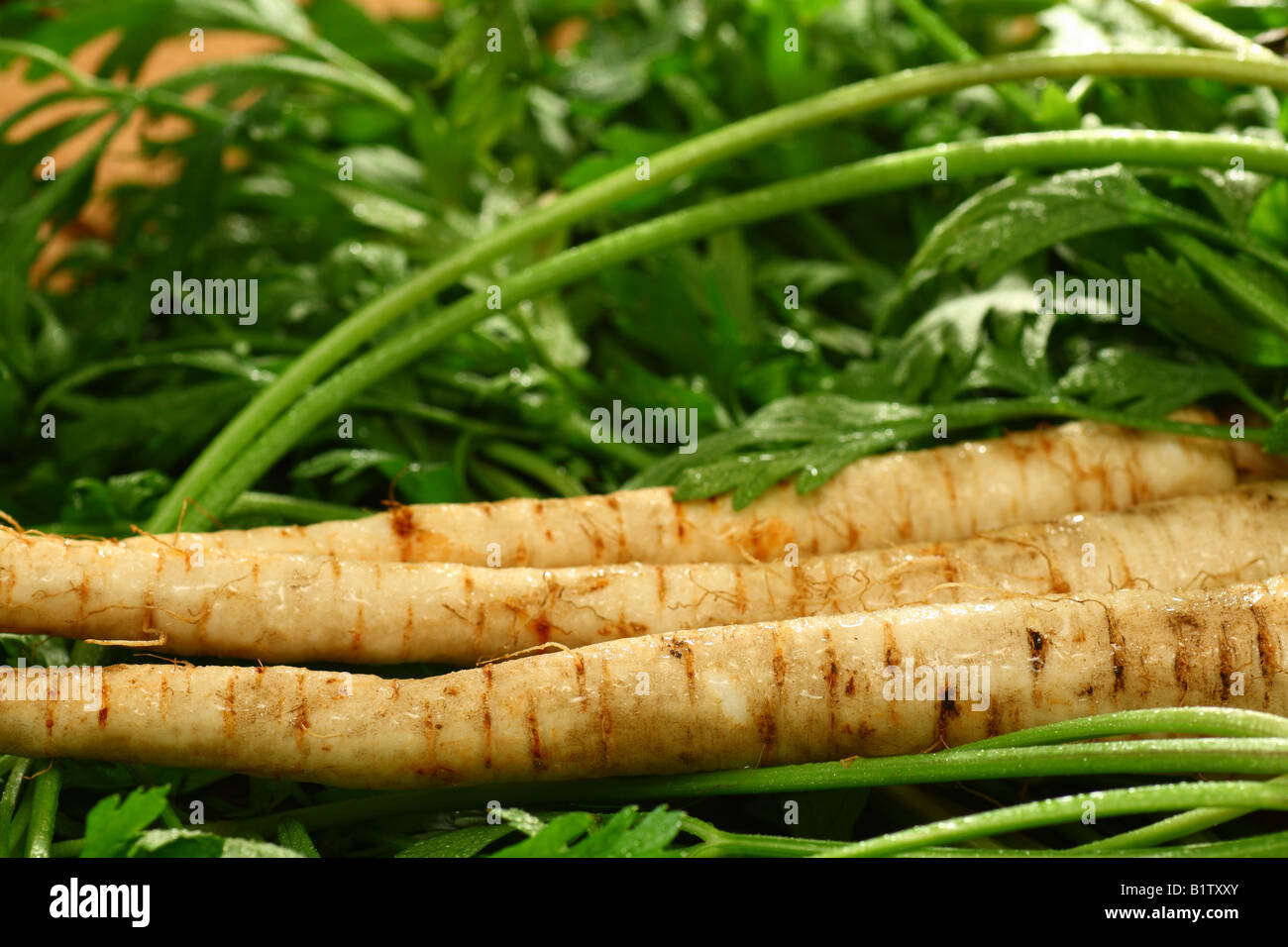 Parsnip leaves root hires stock photography and images Alamy