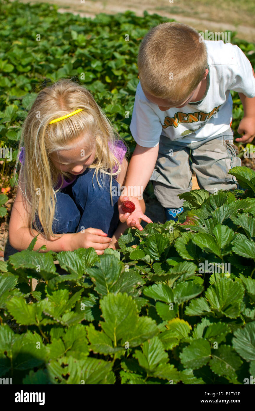 A little girl and boy picking strawberries from an organic farm Stock ...