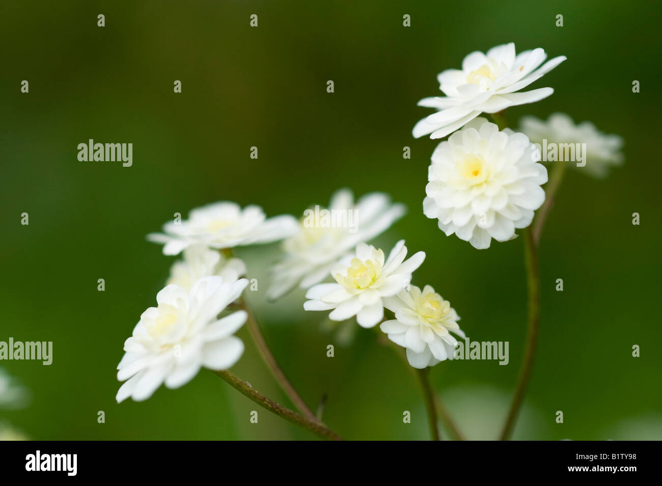 Ranunculus aconitifolius 'Flore pleno' Stock Photo