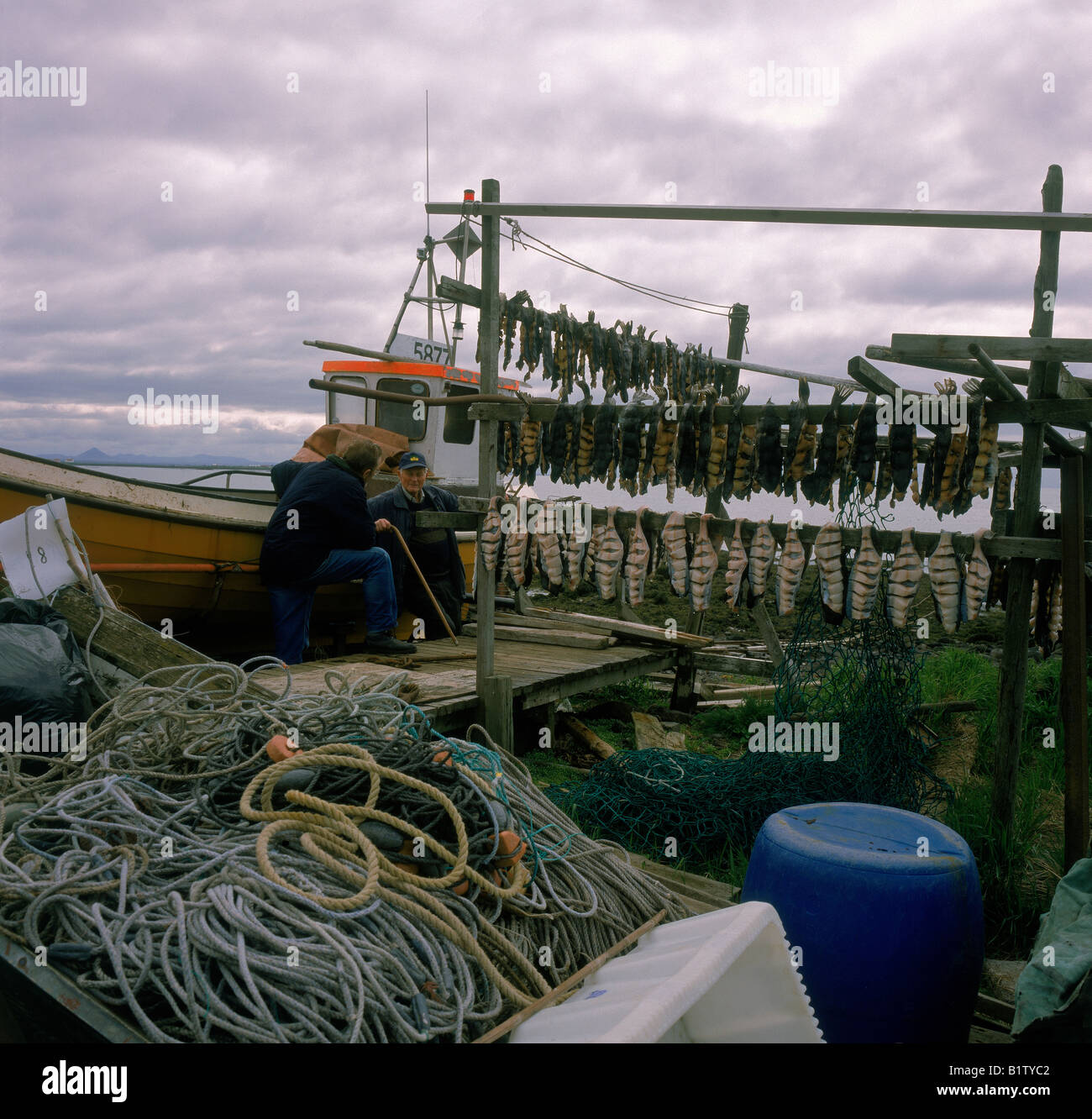 Lumpfish drying with fisherman by the sea, Reykjavik, Iceland Stock Photo