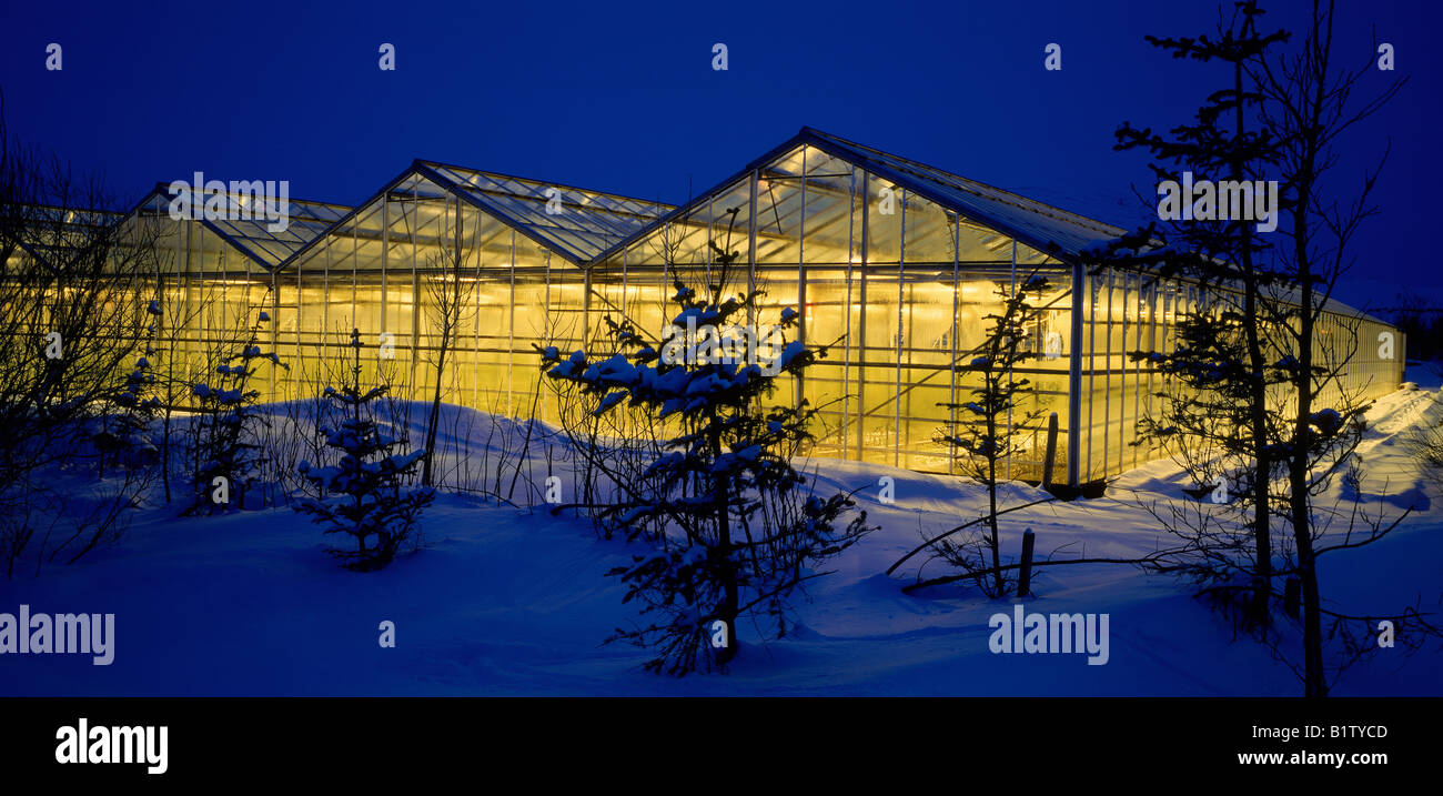Geothermal Powered Greenhouses, Iceland Stock Photo