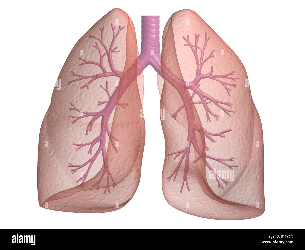 lung and bronchi Stock Photo