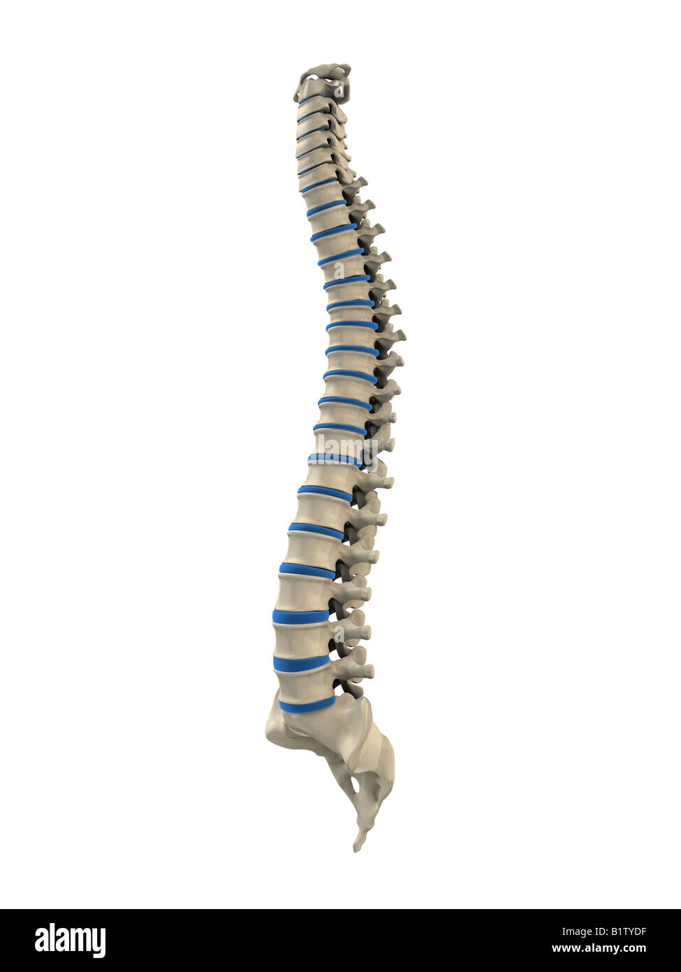 human spine Stock Photo