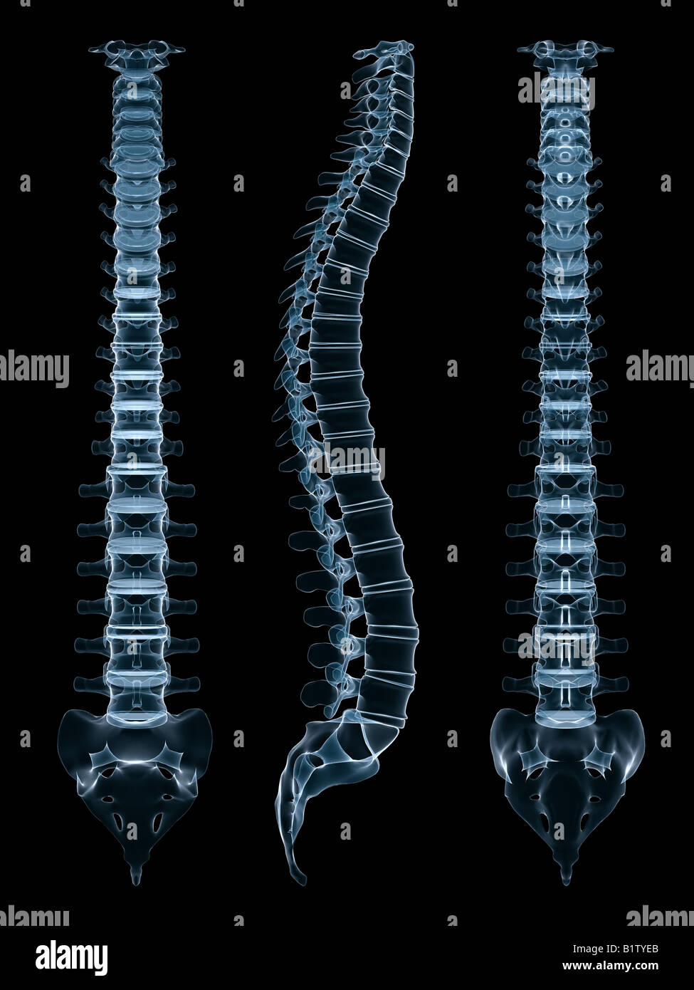 Human vertebrae study hi-res stock photography and images - Alamy