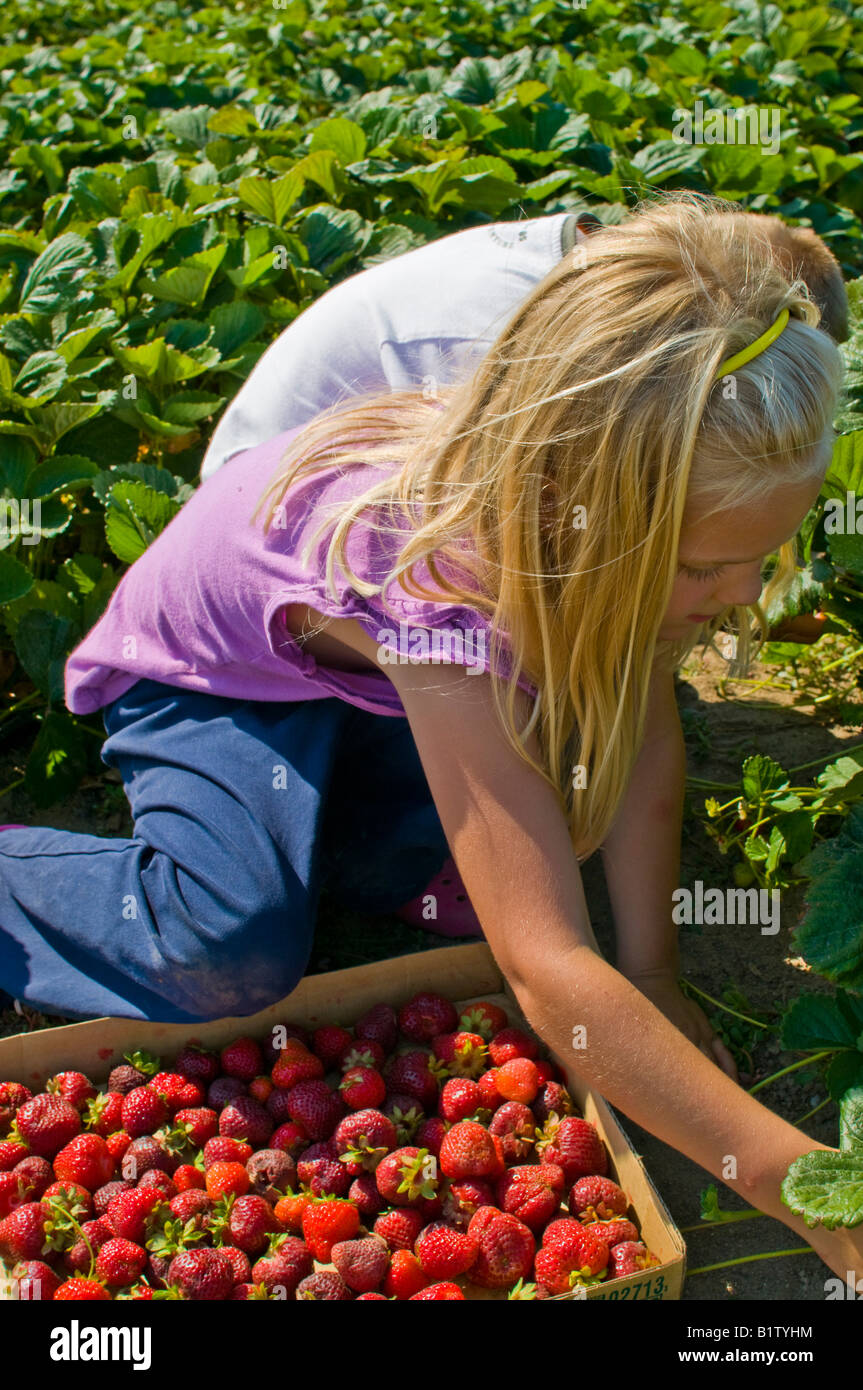A little girl picking strawberries from an organic farm Stock Photo - Alamy
