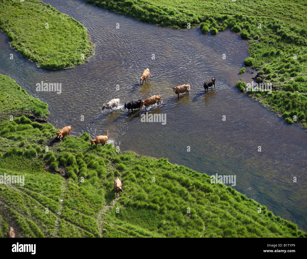 Cattle Crossing River, Iceland Stock Photo Alamy