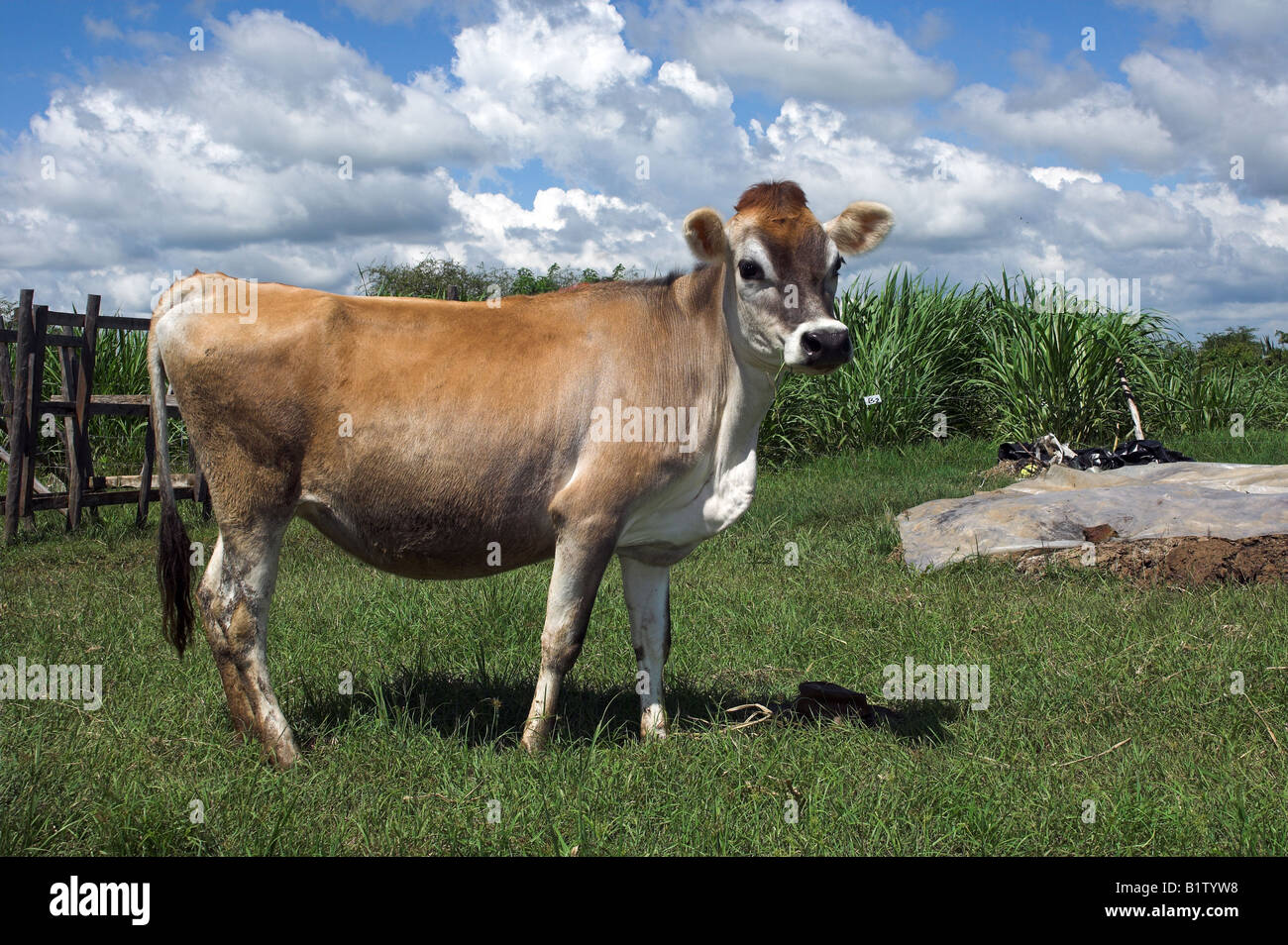 Dairy farm kenya hires stock photography and images Alamy
