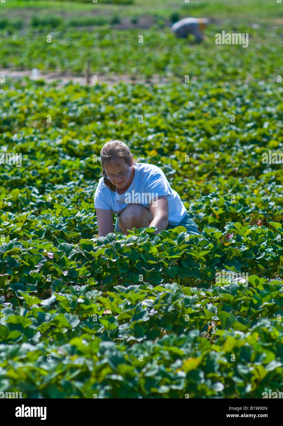 A person picks strawberries from a an organic strawberry farm in summer ...