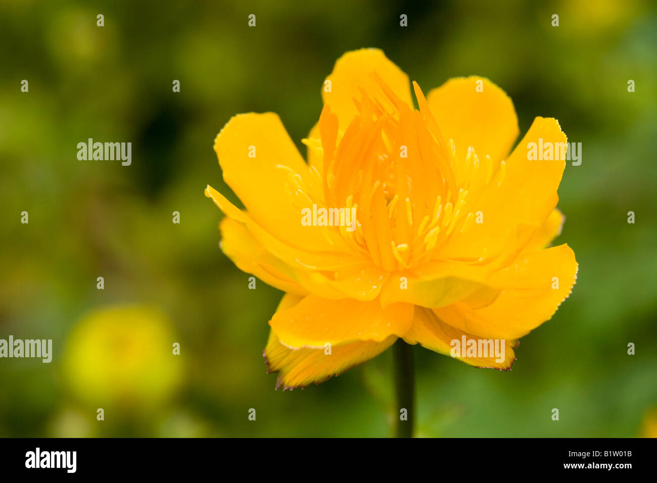 Trollius chinensis 'Golden Queen' Stock Photo