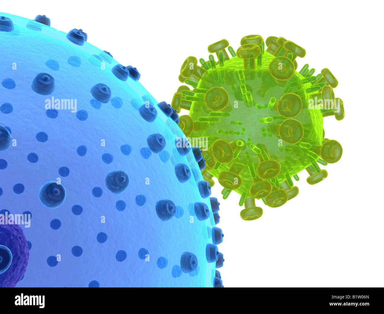HI Virus infecting cell Stock Photo