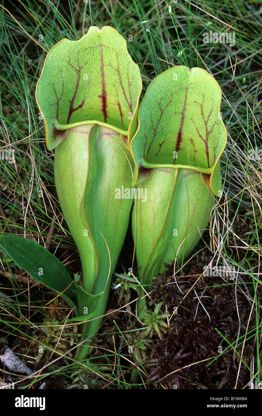 A Pitcher plant growing in a northern bog. Stock Photo