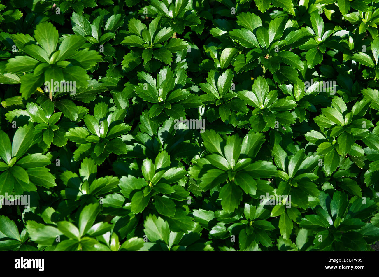 Pachysandra an evergreen ground-cover Stock Photo