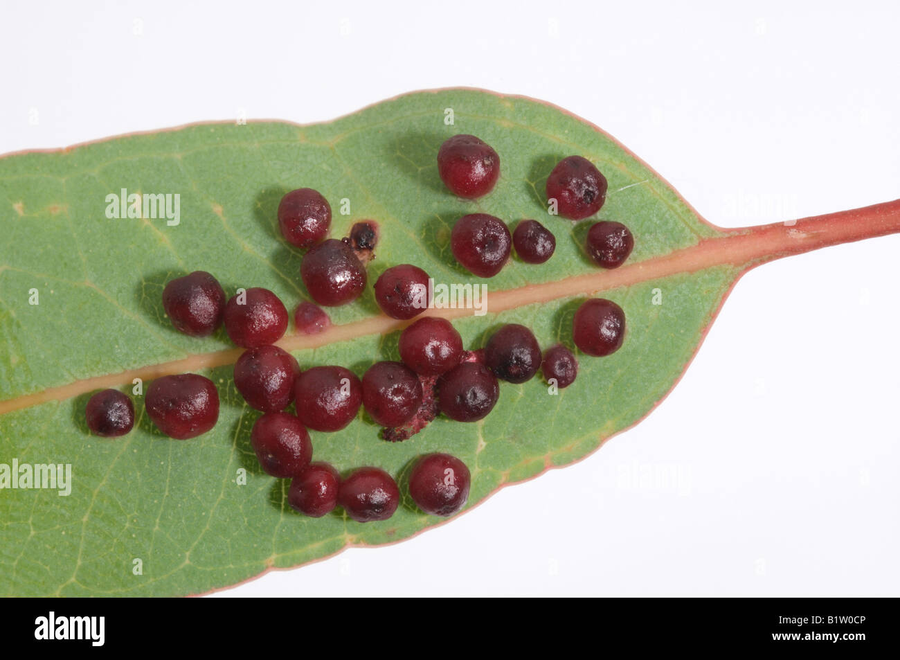 Leaf galls caused by Australian gall midge Stock Photo Alamy