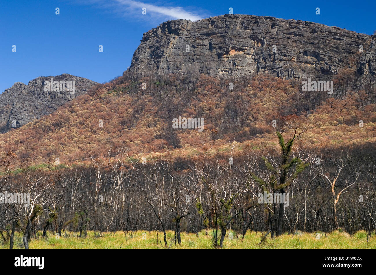 Aftermath of major Australian bushfire in Grampians National Park Stock