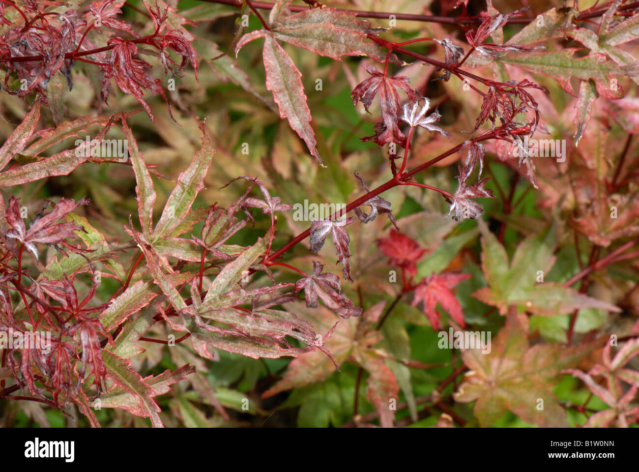 Powdery mildew on the leaves of a small red leaved Japanese maple Stock Photo