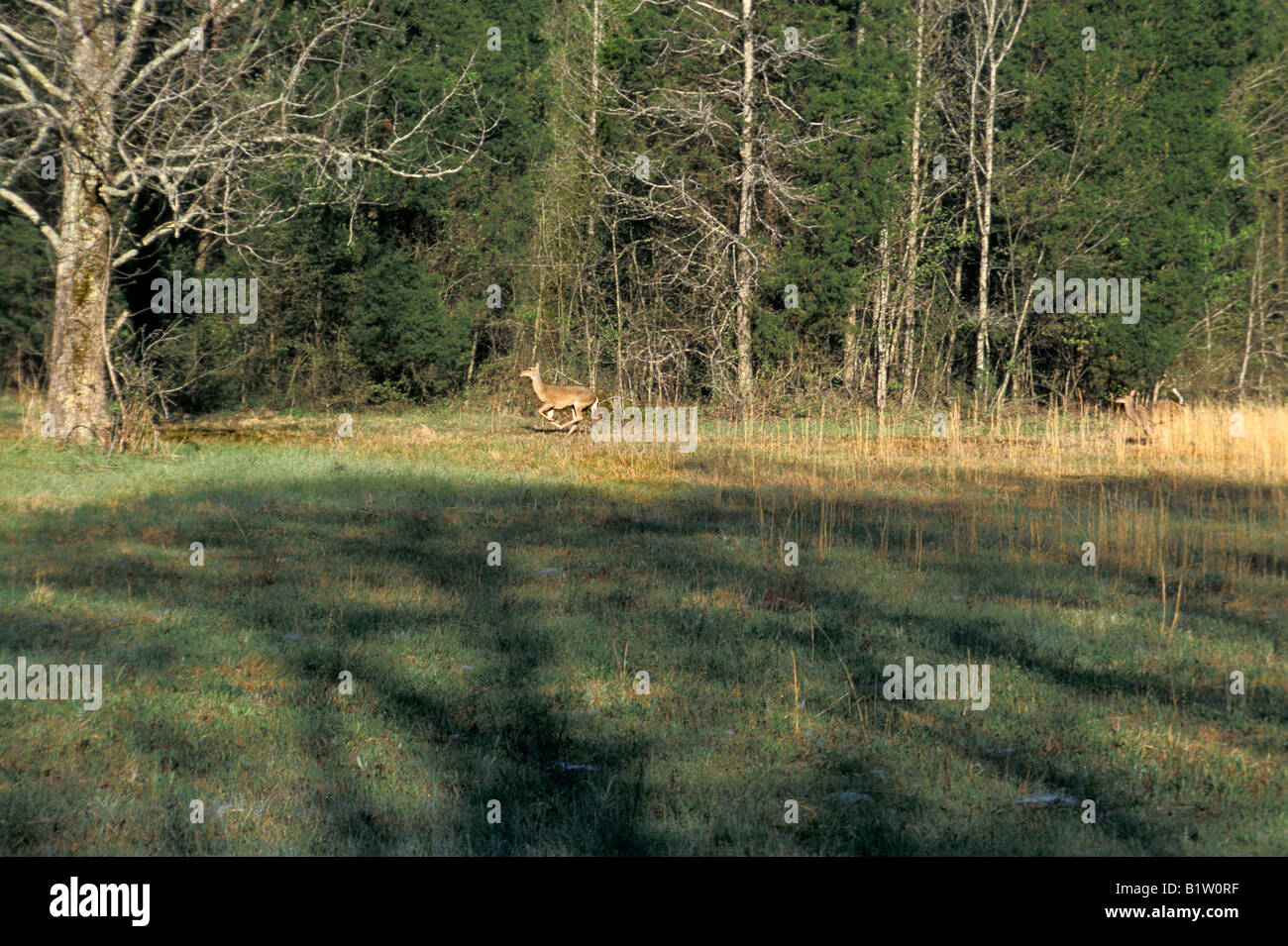 Wild whitetail deer running near the Natchez Trace in northwestern