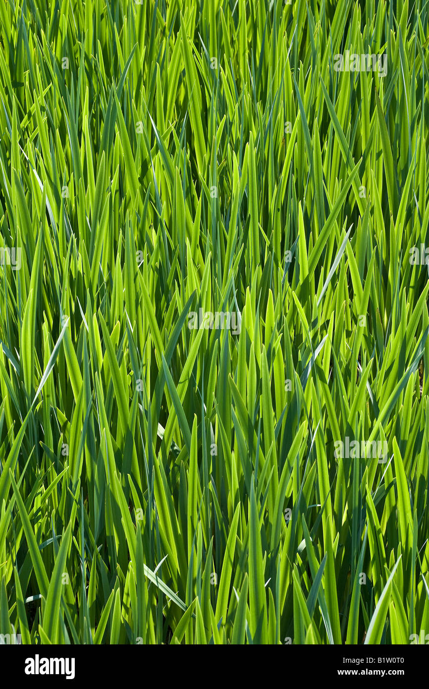 Botany hi-res stock photography and images - Alamy