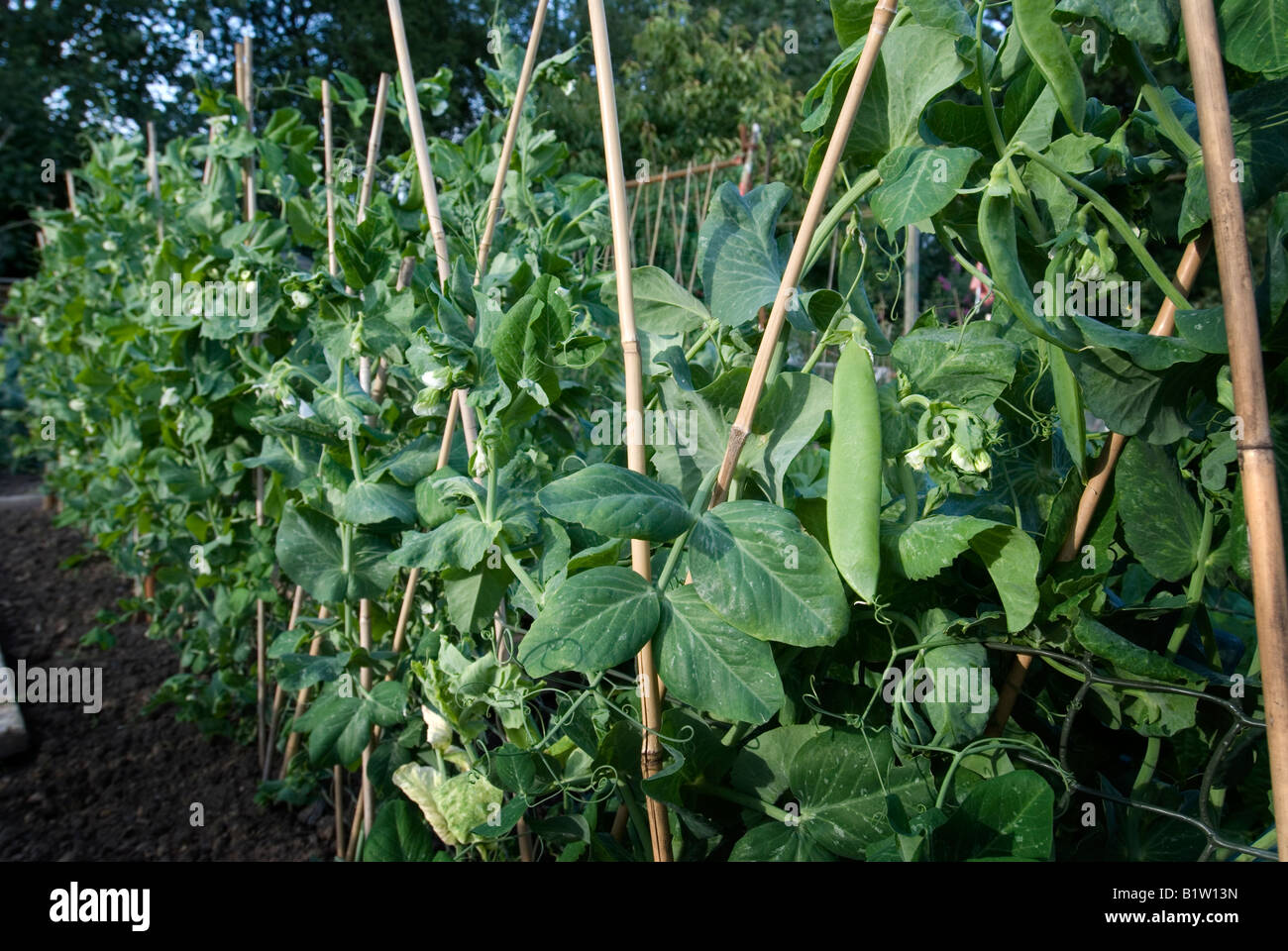 row of pea plants growing up canes with pea pod visible on an allotment