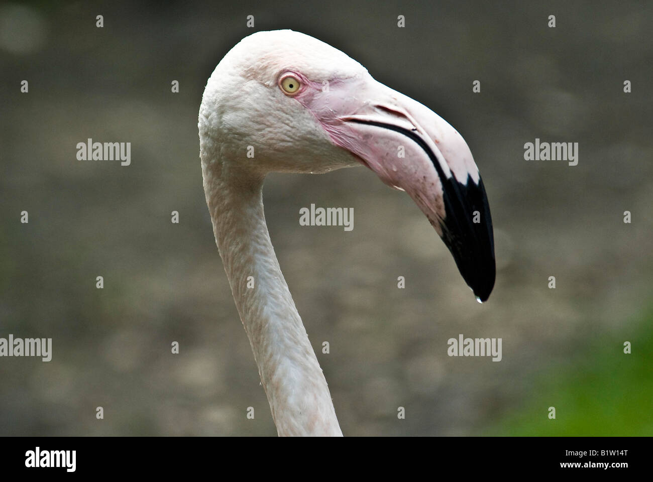 Pink Flamingo Stock Photo