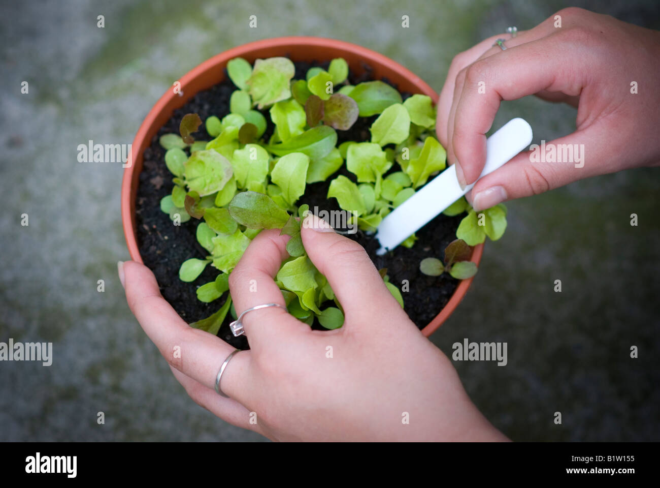 pricking out red and green lettuce from a plant pot Stock Photo