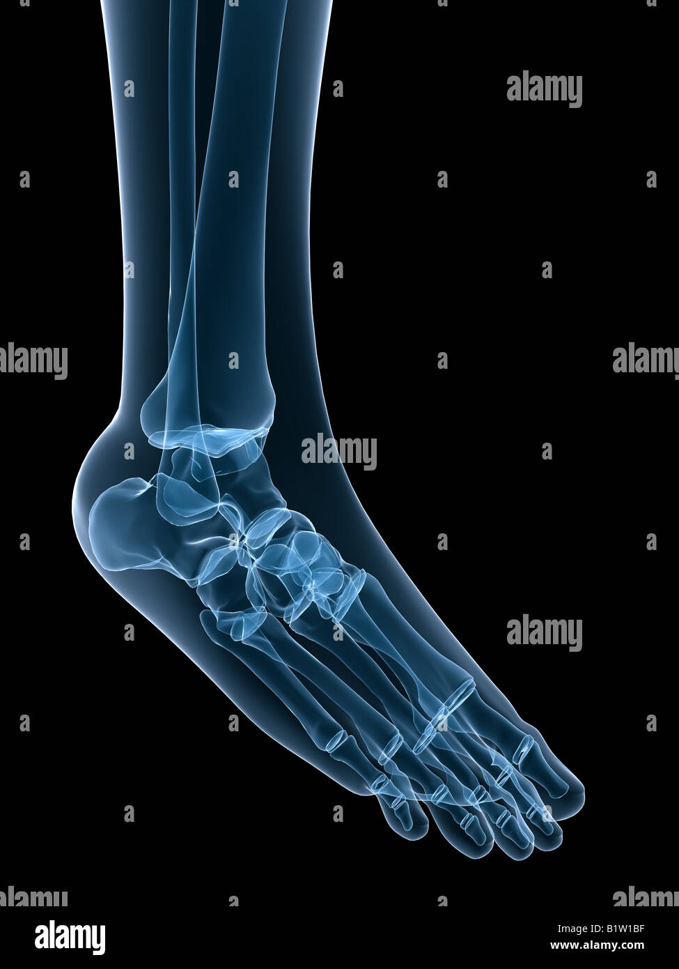 human foot Stock Photo
