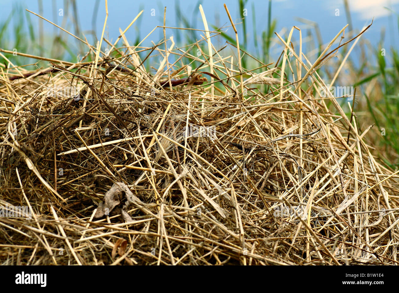 Pile of hay Stock Photo - Alamy