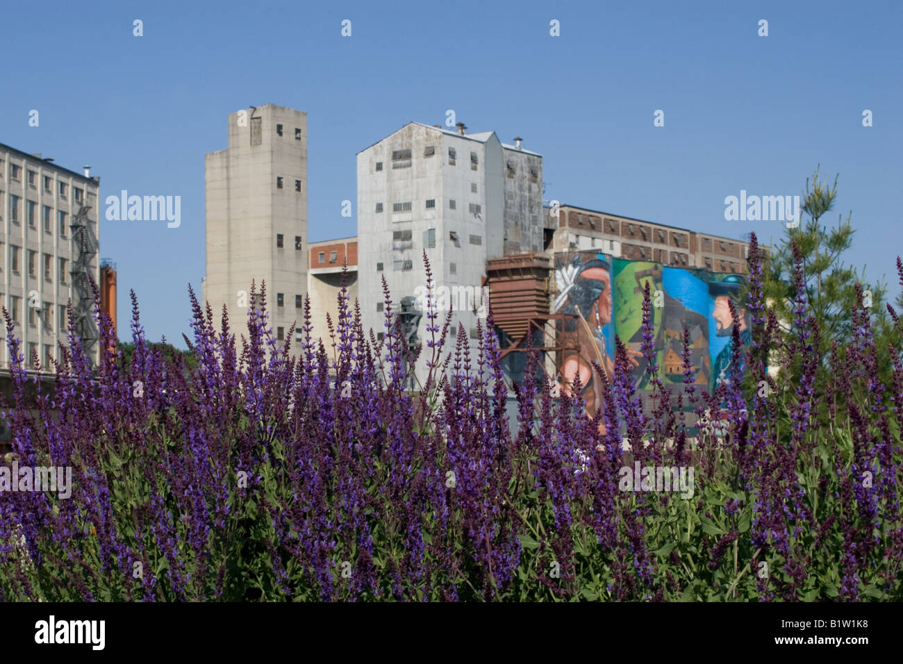 Purple flowers and painted grain silos. Ontario, Canada Stock Photo Alamy