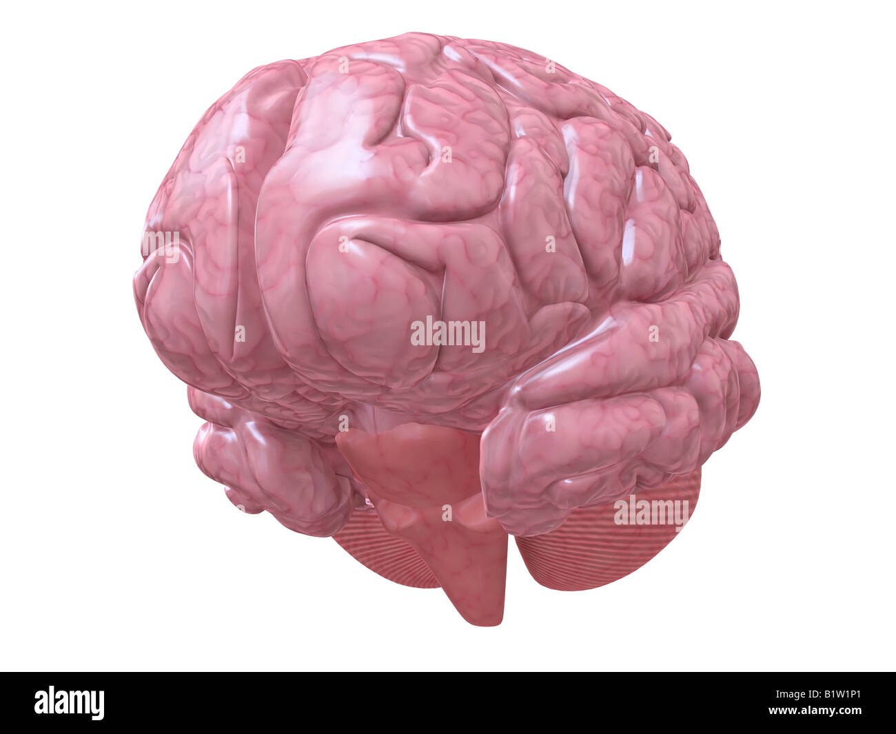 human brain Stock Photo