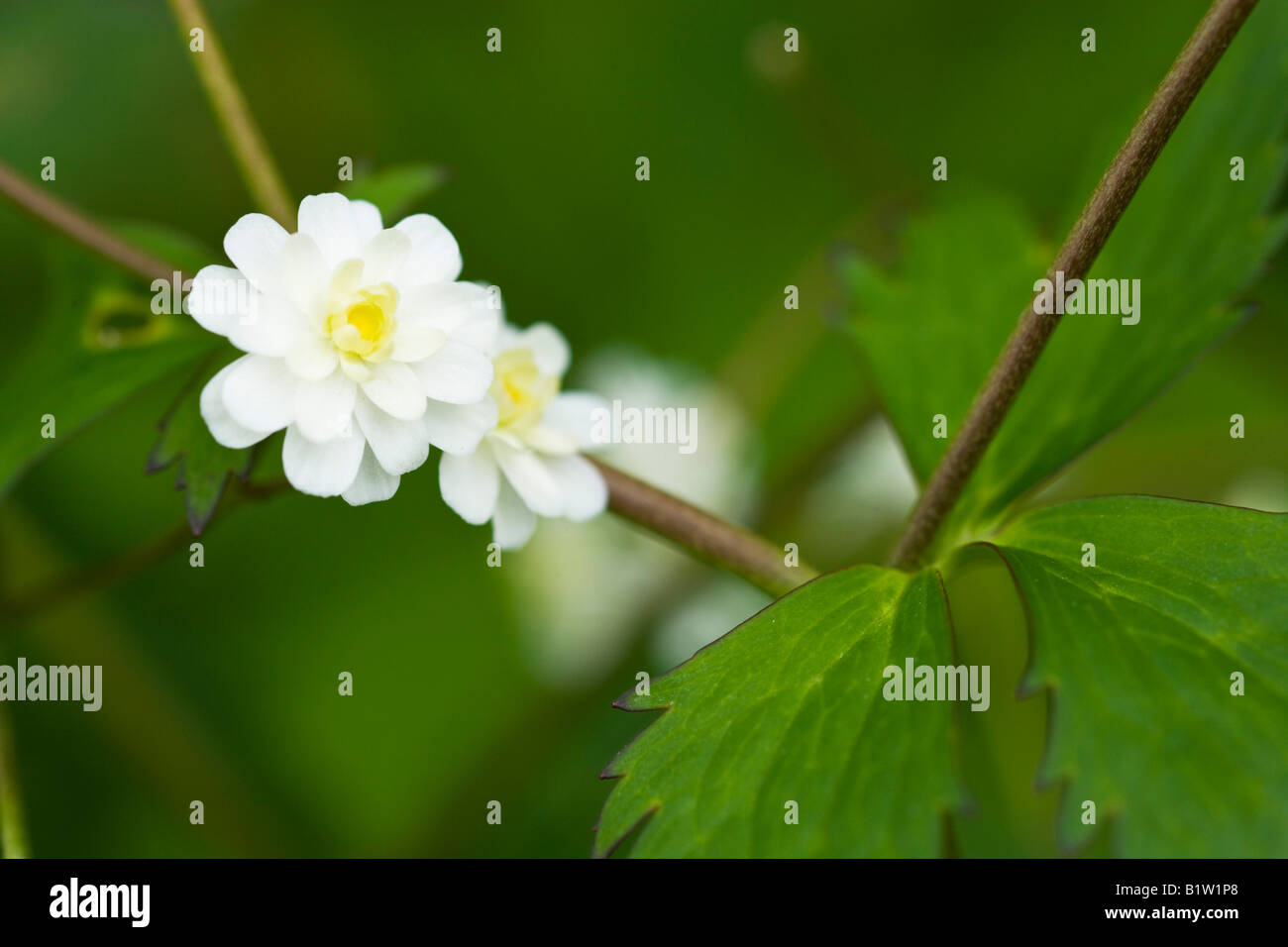 Ranunculus aconitifolius 'Flore pleno' Stock Photo