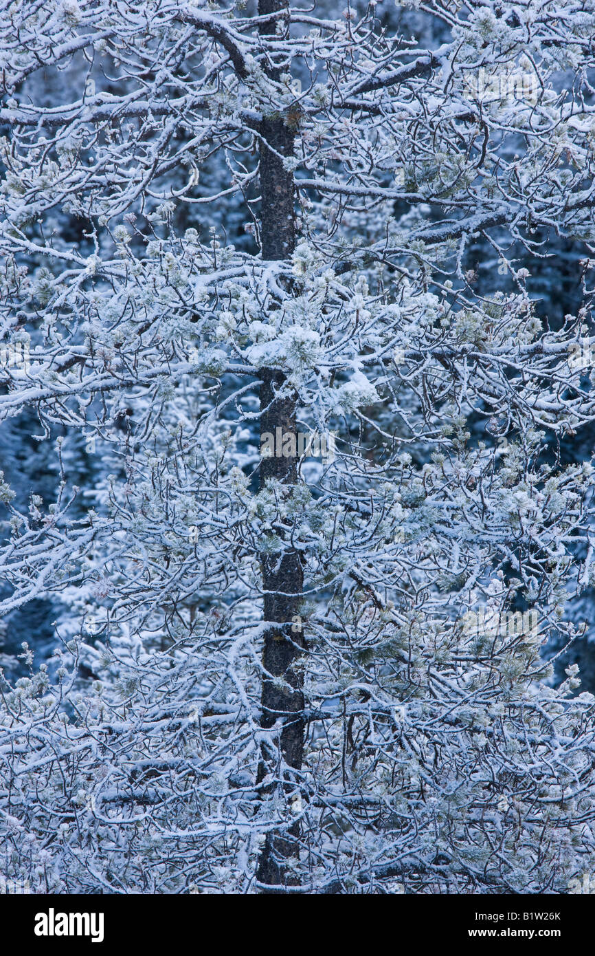 Canada Alberta Banff National Park snow covered pine trees Stock Photo