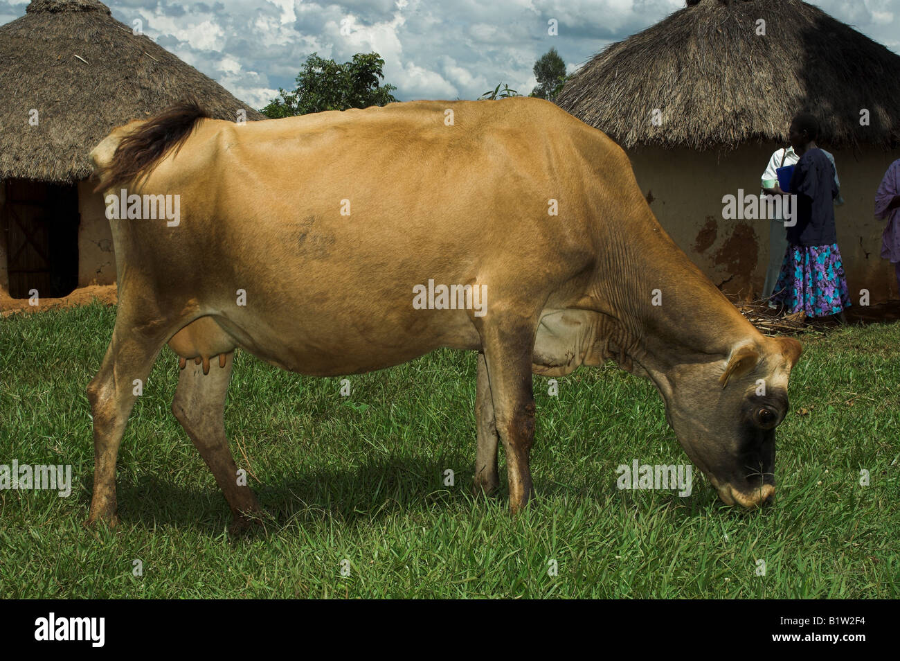Side view of Dairy cow outside huts Kenya Africa Stock Photo Alamy