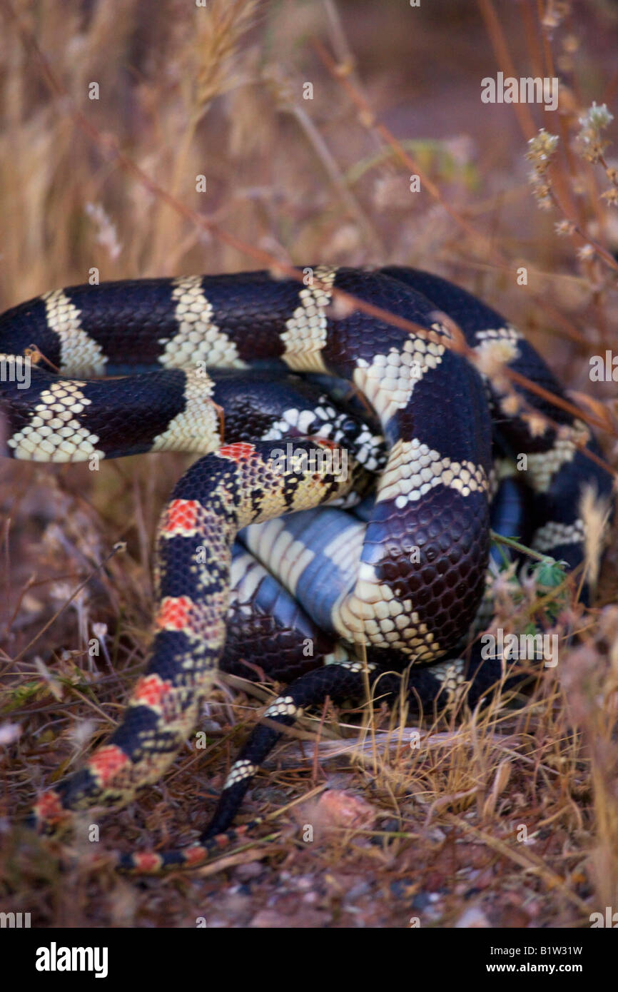A Common King Snake attacks a Long nosed snake  near Fountain Hills outside of Phoenix Arizona Stock Photo