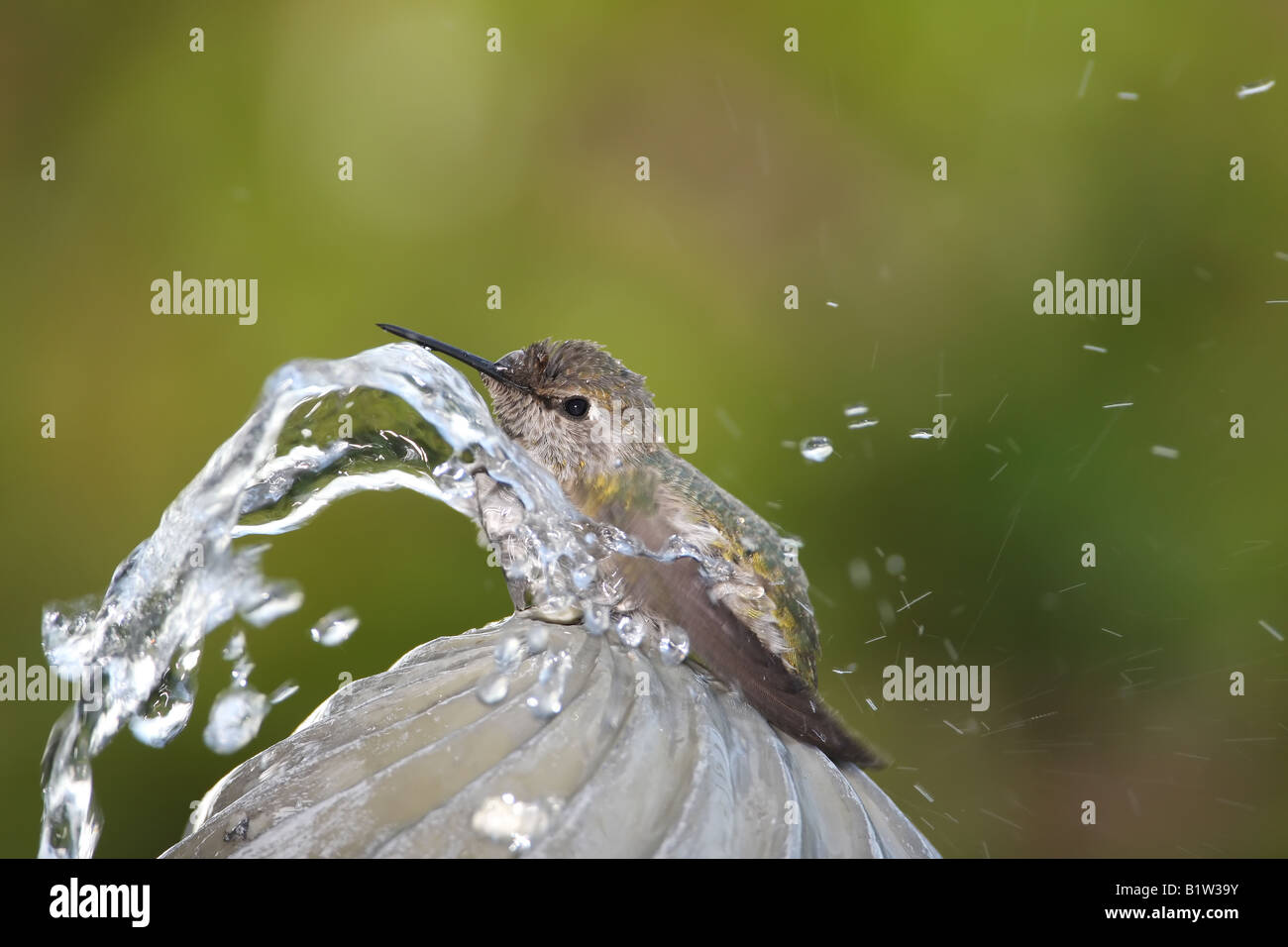 Hummingbird bathing in a bubble fountain Stock Photo Alamy