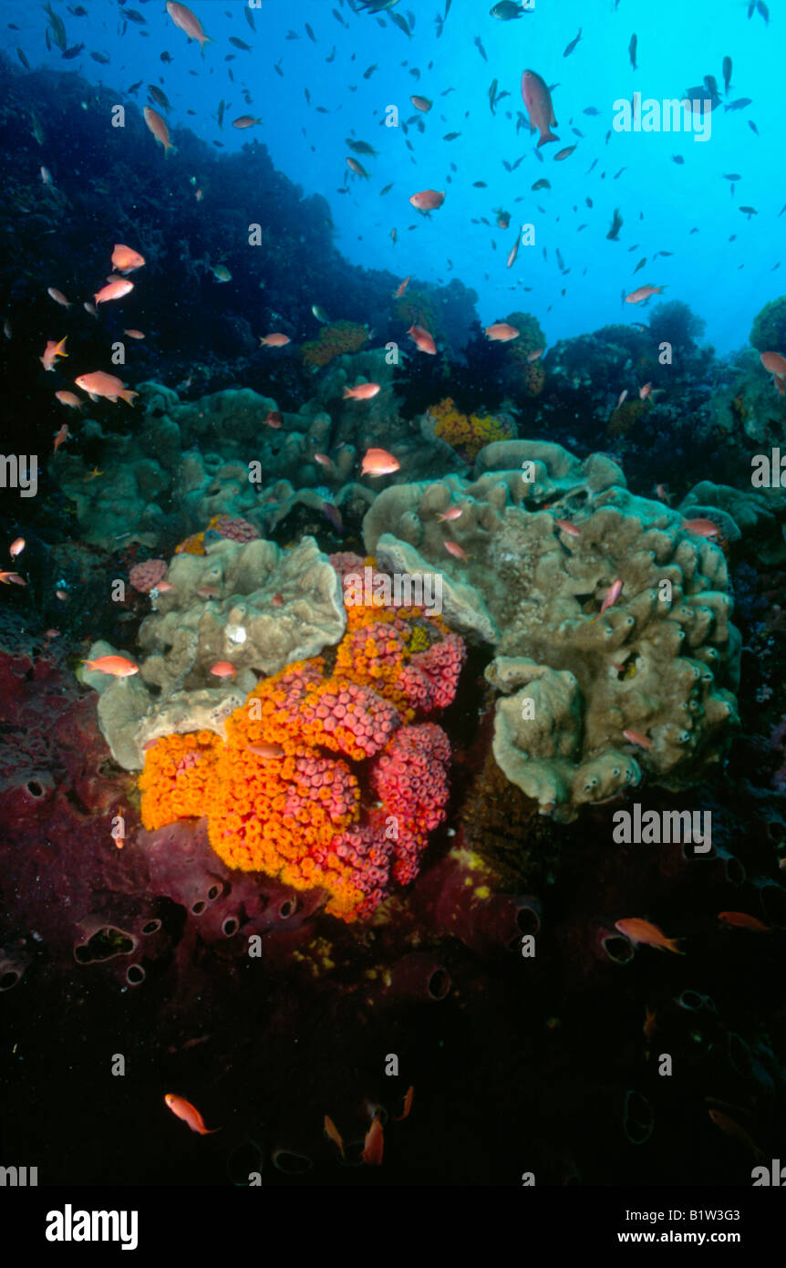 Subaquatic Universe Coral reefs Stock Photo