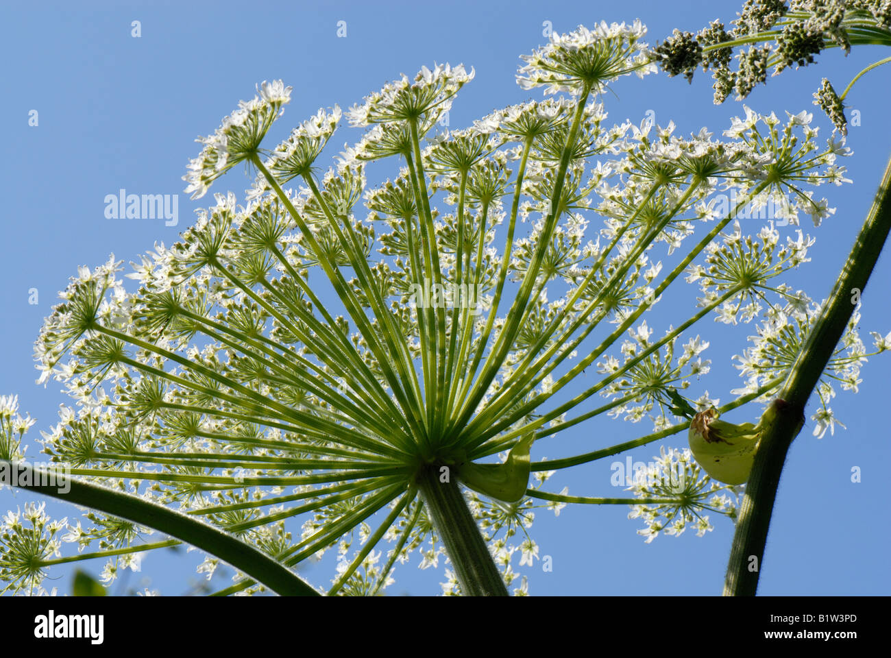 Giant hogweed Heracleum mantegazzianum flowering umbel against blue sky Stock Photo