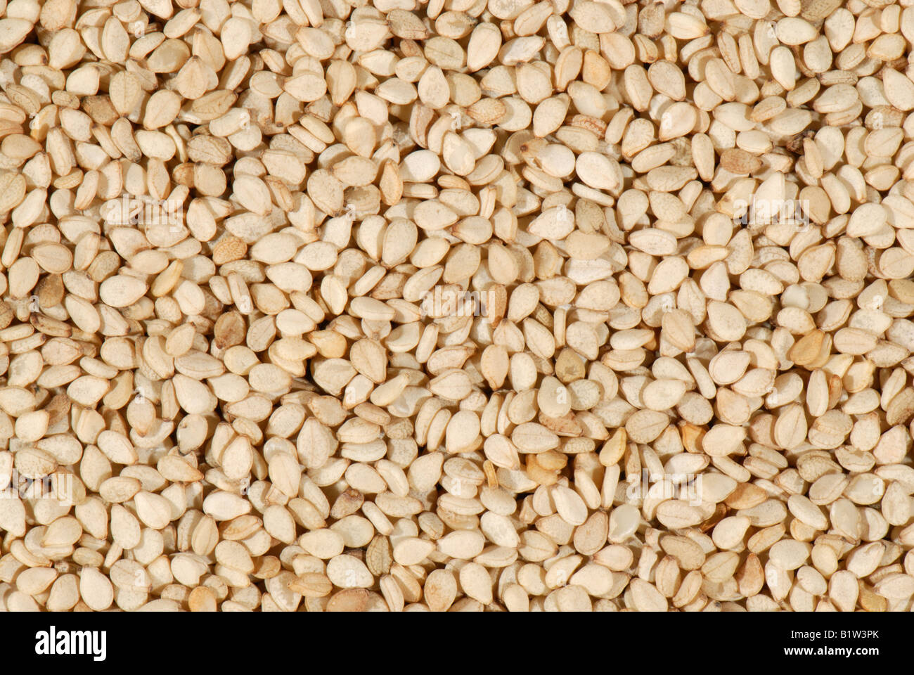 Organic sesame seeds a product of health food shops Stock Photo