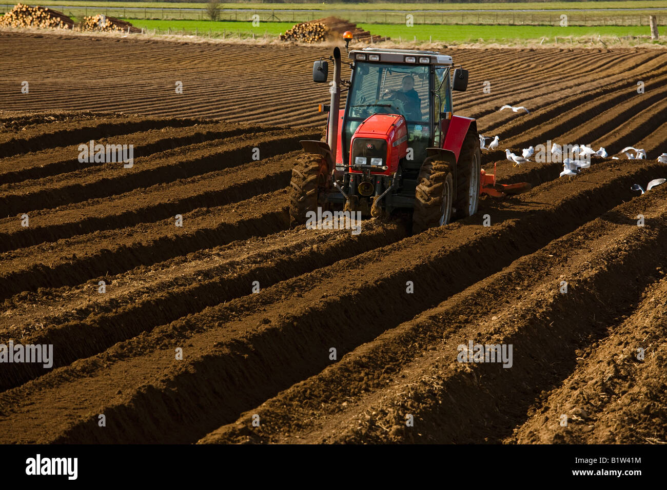 Farmer with tractor tending ploughed furrows getting ready to plant potatoes Stock Photo