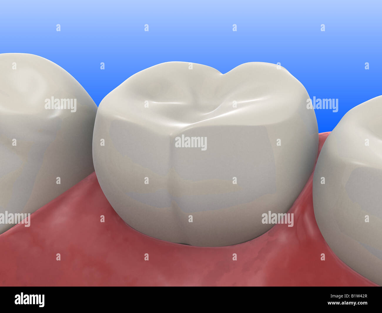 Human tooth hi-res stock photography and images - Alamy