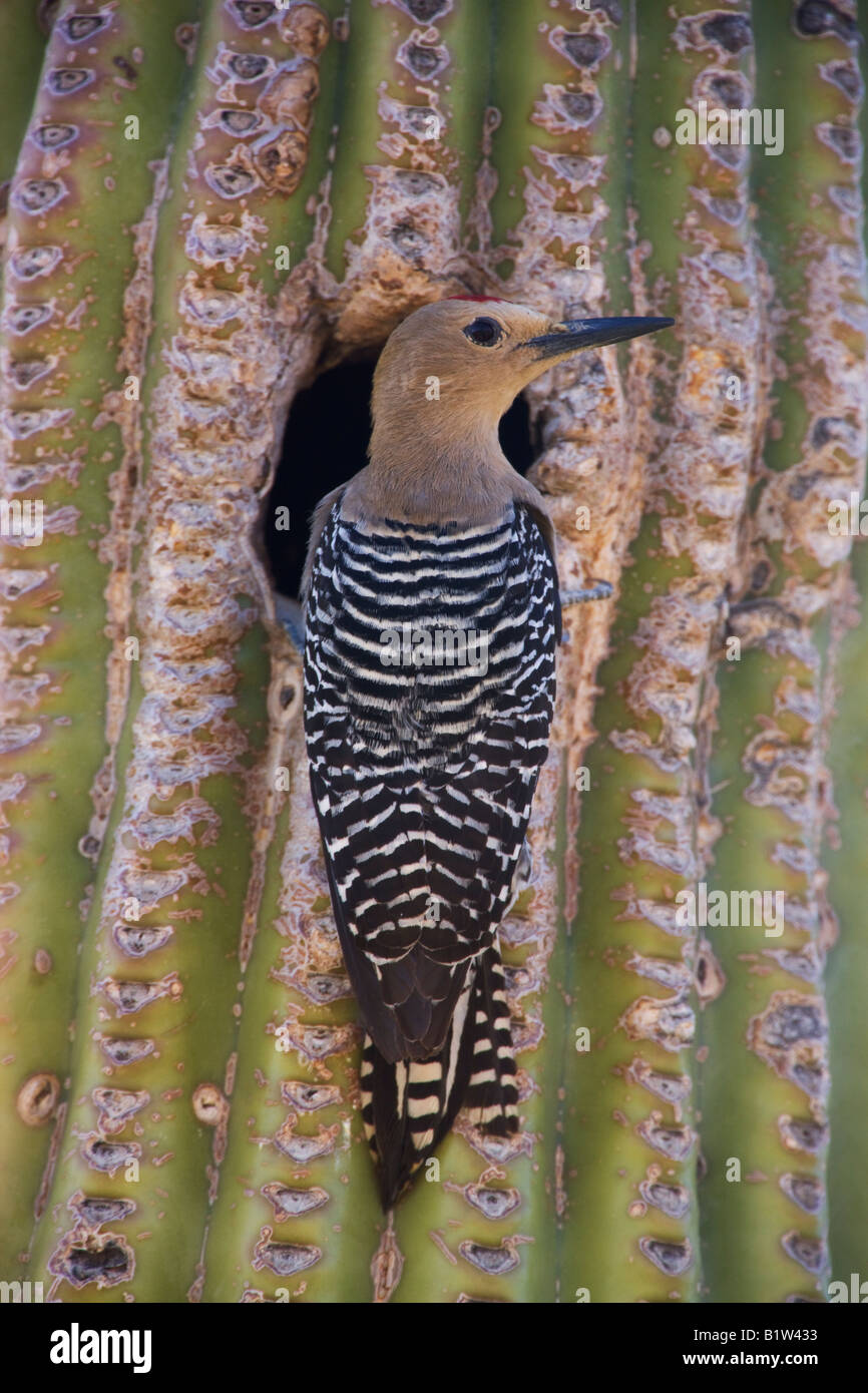 A Gila Woodpecker at a nest cavity in a saguaro cactus McDowell Stock