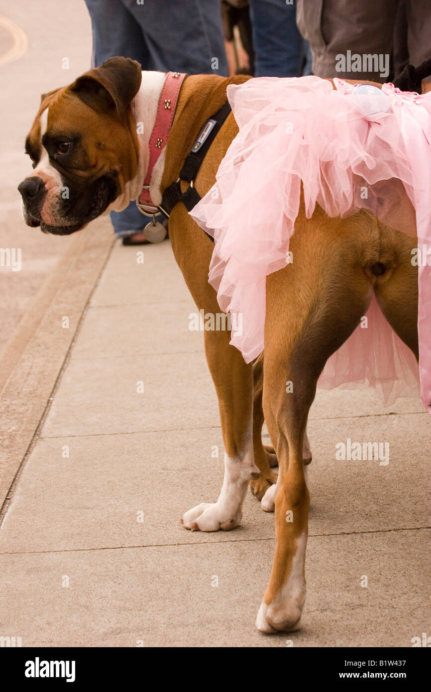 Humorous image of a brown and white dog wearing a pink ballerina tutu. Stock Photo