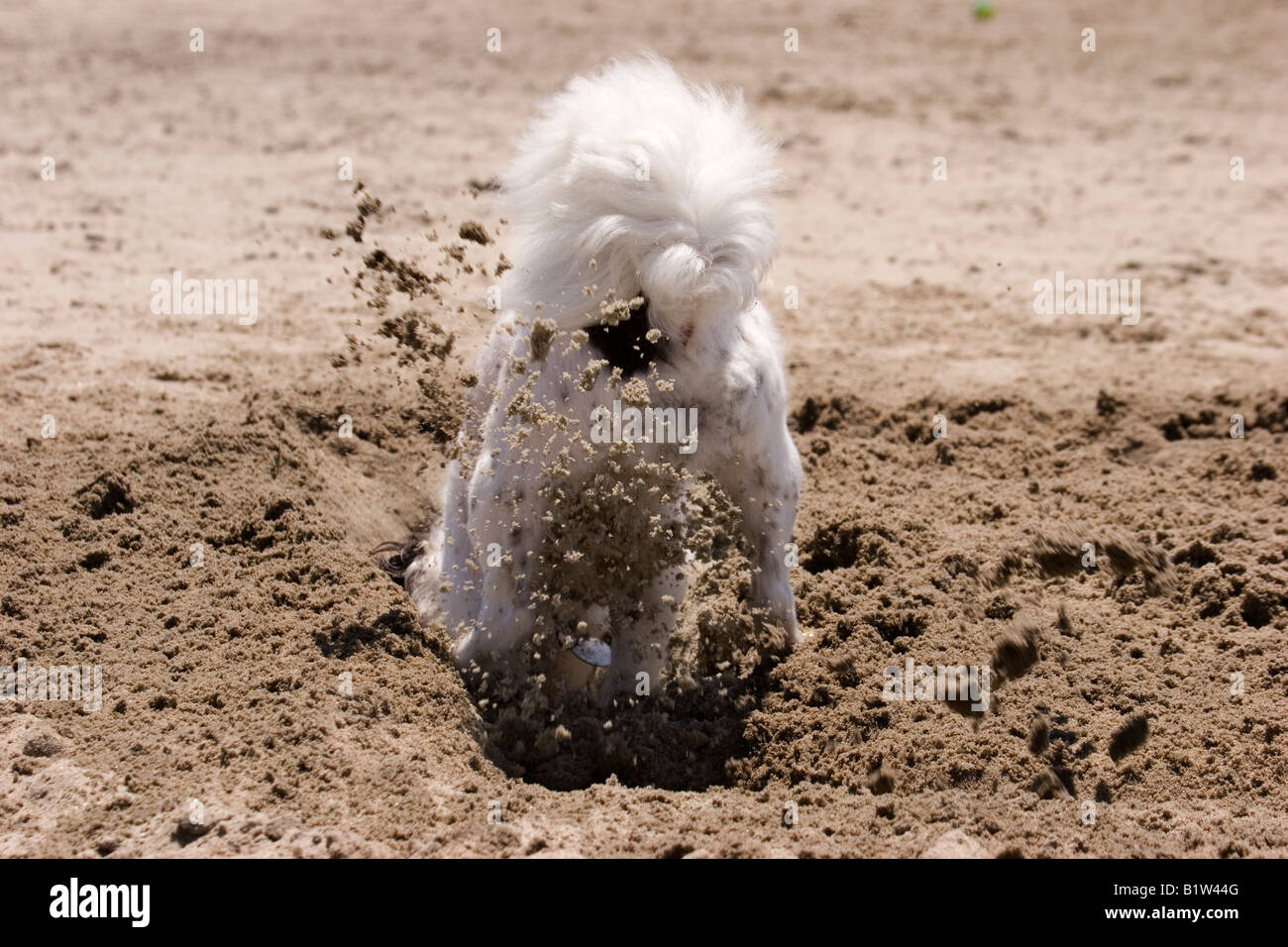 Humorous photo of a small white dog enthusiastically digging a  hole in the sand. Stock Photo