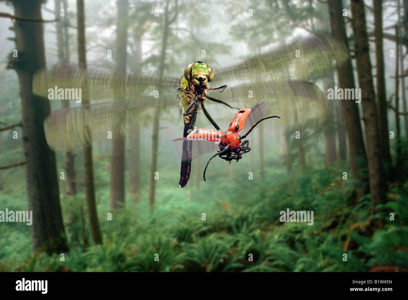 Green Clearwing Dragonfly, Erythemis simpliciollis, Chasing a Red Milkweed Beetle, Tetraopes tetraophthalmus Stock Photo