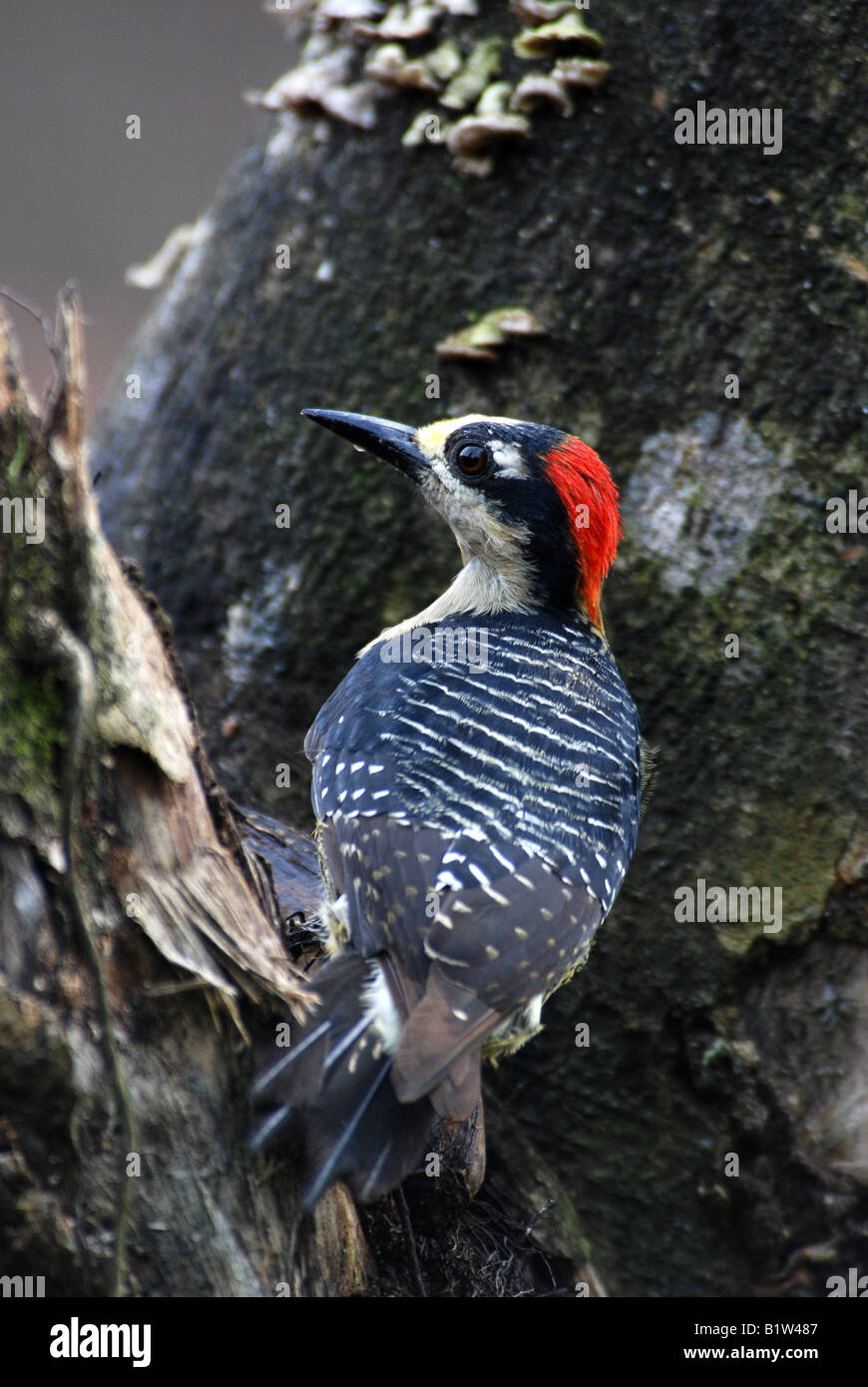 Black cheeked Woodpecker Melanerpes pucherani Costa Rica Stock Photo