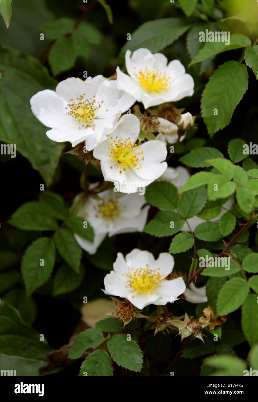 Field Rose Rosa arvensis Rosaceae Stock Photo