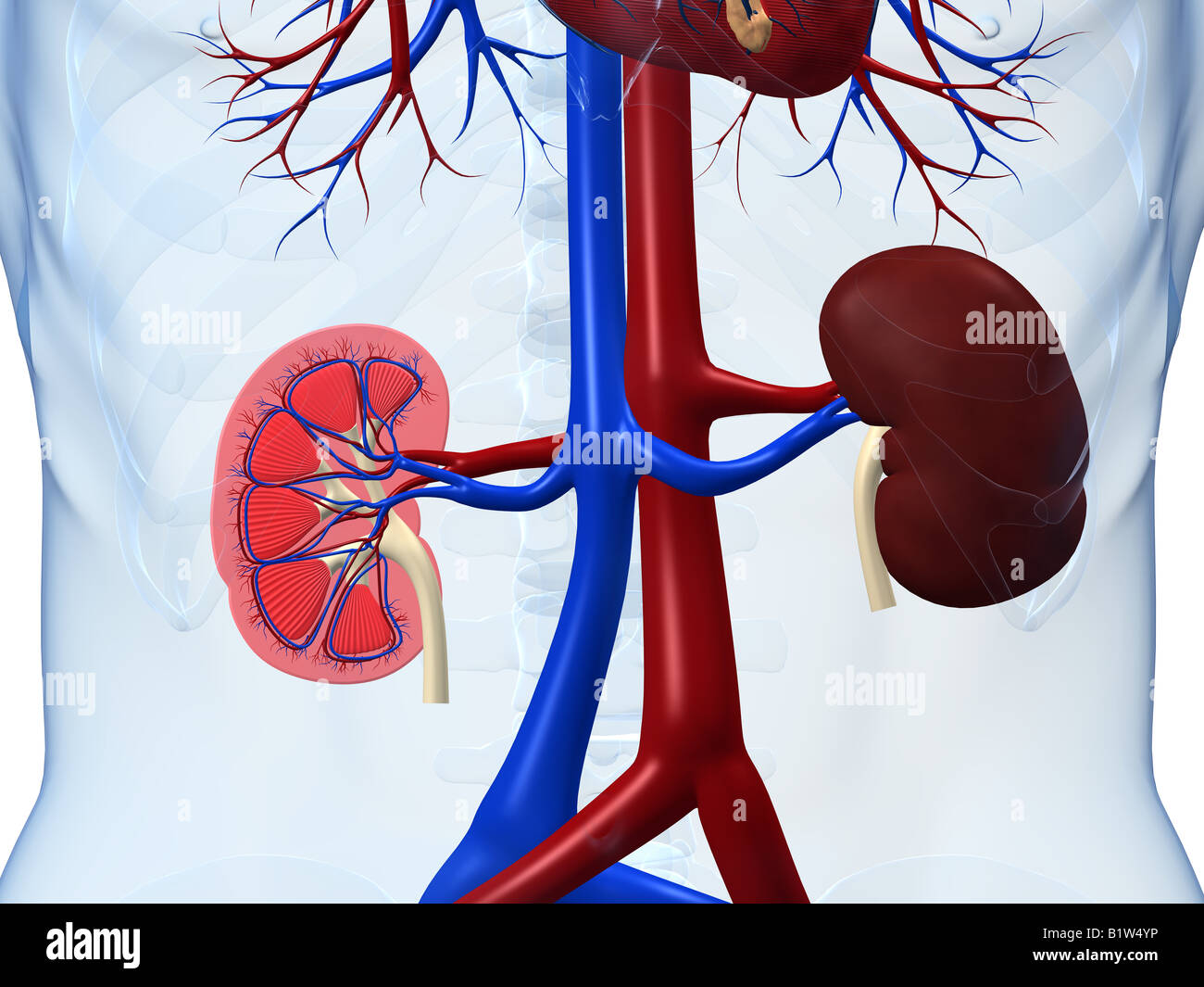 human kidney Stock Photo