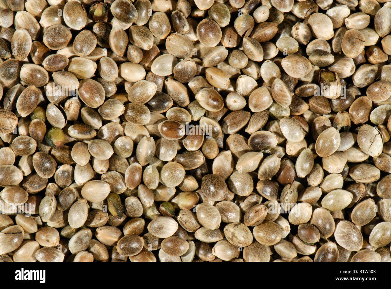 Organic hemp seed Cannabis sativa kitchen igredient sold in health food shops Stock Photo